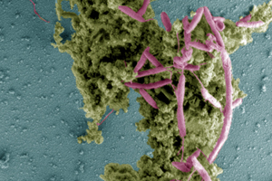 Campylobactor persistence boosted by ‘chicken juice’