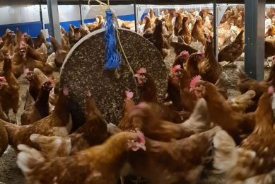 At the Crawley farm different measures are taken to keep the birds happy during the housing orders. Photo: Phill Crawley