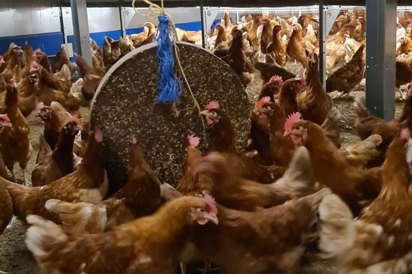 At the Crawley farm different measures are taken to keep the birds happy during the housing orders. Photo: Phill Crawley
