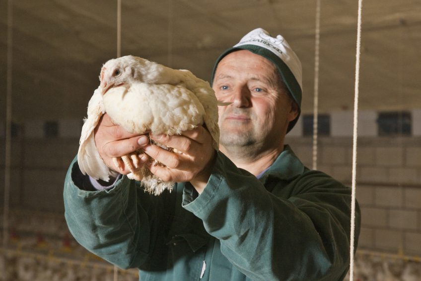 Dietary protein content does not only affect weight gain and feed efficiency of chicks, but has also a marked effect on the quality of their carcasses. Photo: Bart Nijs