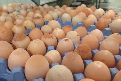 True cost of Mycoplasma synoviae in commercial layers. Photo: ECO Animal Health