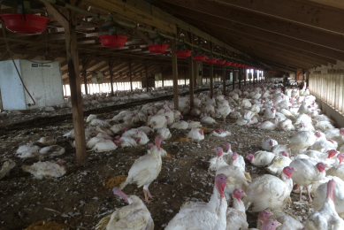 The Moline family lost 56,000 turkeys in total. When the virus hit many birds became critically ill, the rest were euthanised. [Photos: Moline family]