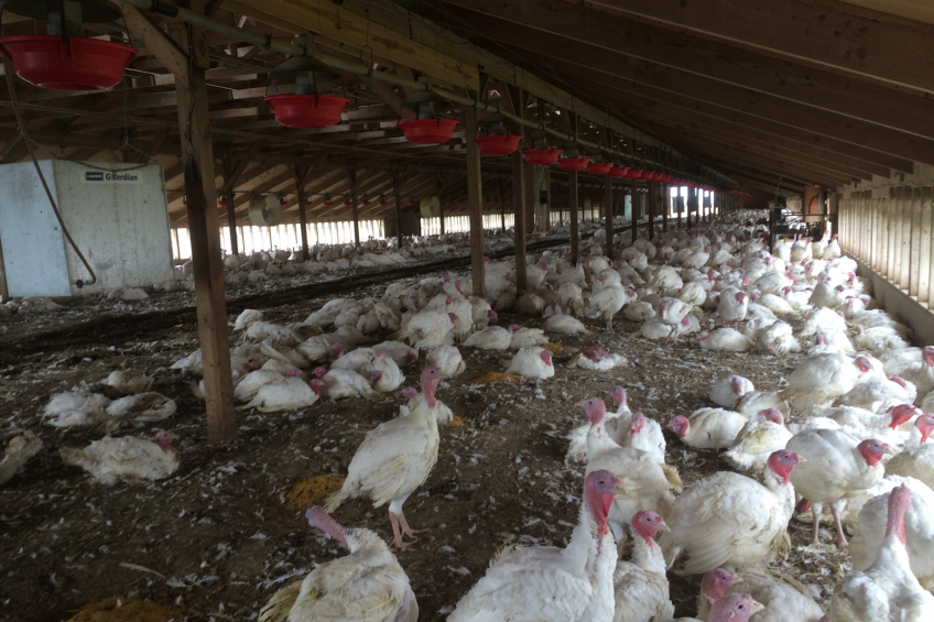 The Moline family lost 56,000 turkeys in total. When the virus hit many birds became critically ill, the rest were euthanised. [Photos: Moline family]