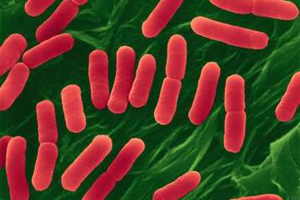European cases of Campylobacter and E Coli on the rise