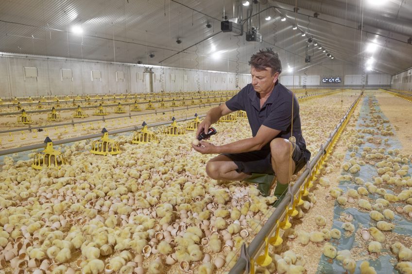 Van Zutven keeps 140,000 chicks in three poultry houses. He sees a bright future for hatching inside the poultry house. Photos: Van Assendelft Fotografie