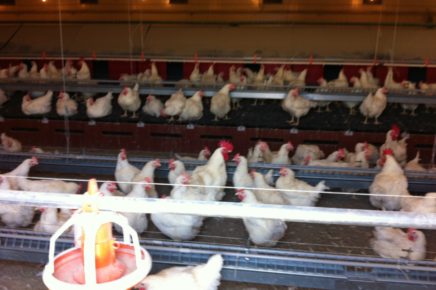 Optivite shares knowledge with Turkish egg producers