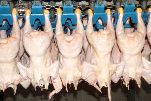 US main importer of Chile s chicken