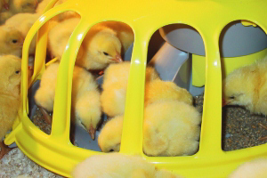 Salmonella control on the farm