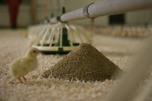 Factors affecting feed intake of chickens