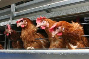 EU: Greece, Italy summoned to court over cage ban