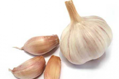 Effect of garlic supplementation in poultry diets