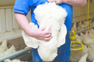 The procedure for assessing condition can be properly followed by holding the bird by both legs and running the hand running the hand over the keel bone.