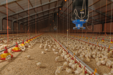 Broiler formulation  strategies for cold weather