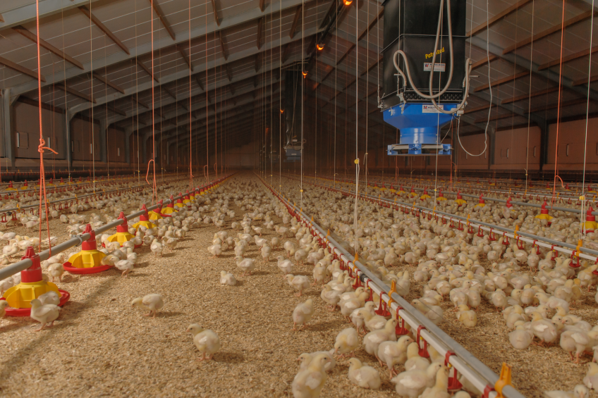 Broiler formulation  strategies for cold weather