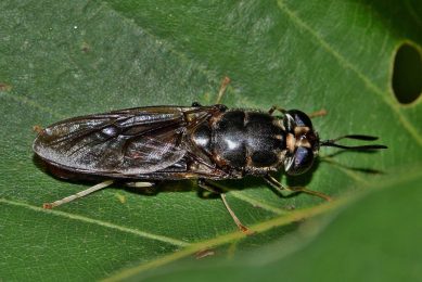This study seeks to determine if black soldier fly larvae oil could replace soybean oil in broiler chicken nutrition without compromising their growth performance and nutrient digestibility. Photo: Brett Hondow
