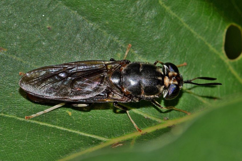 This study seeks to determine if black soldier fly larvae oil could replace soybean oil in broiler chicken nutrition without compromising their growth performance and nutrient digestibility. Photo: Brett Hondow