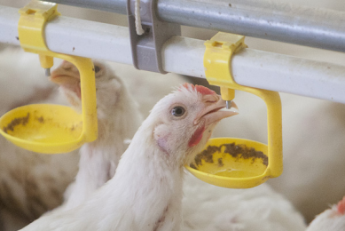 Modern broilers drink more water