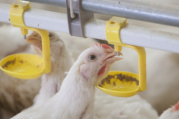 Modern broilers drink more water
