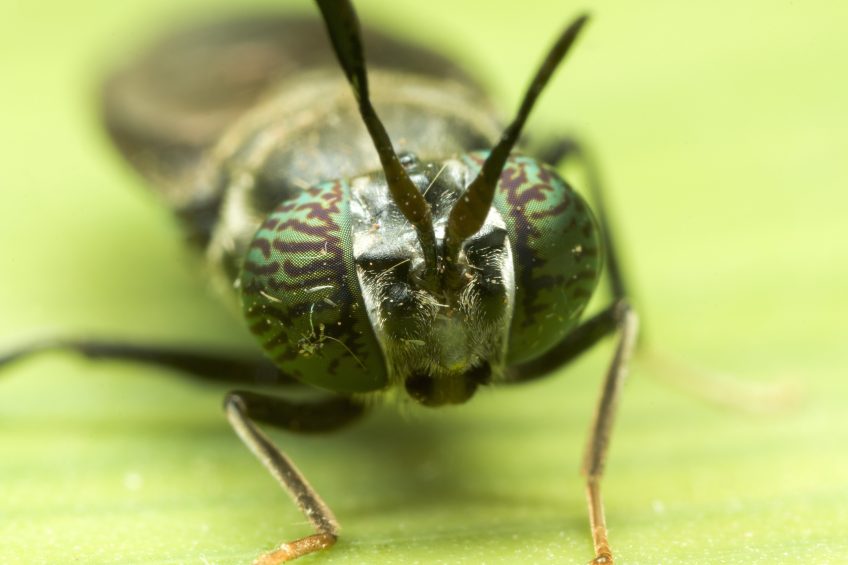 Fly larvae and their effect on organic eggs. Photo: Shutterstock