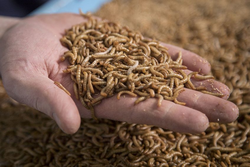 The MoU aims to commercialise insect-based protein as a sustainable alternative food source for both animals and humans. Photo: Koos Groenewold