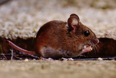 Tips on rodent control for broiler farmers. Photo: pxhere