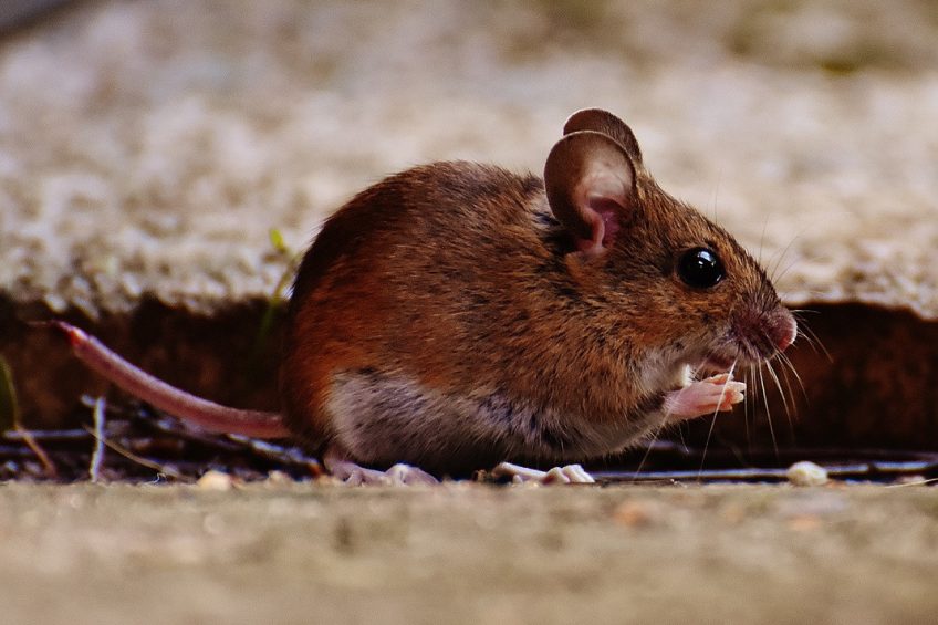 Tips on rodent control for broiler farmers. Photo: pxhere