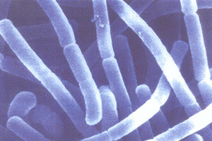 Poultry probiotic cuts its coat to beat bad bacteria