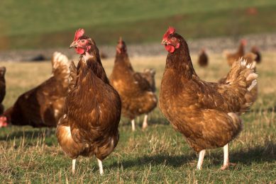 Vegan organisation praises 2 Sisters. Photo: Broker/Rex/Shutterstock