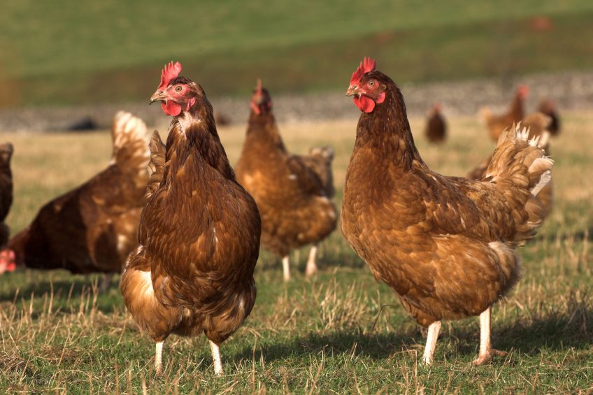 Vegan organisation praises 2 Sisters. Photo: Broker/Rex/Shutterstock