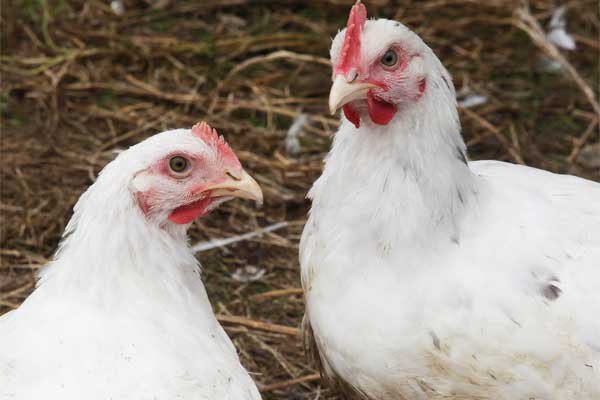 Maggots a good source of protein for organic poultry