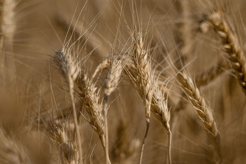 More than 6.5 million tonnes of wheat are produced globally per year. Photo: Mustaches Cactus