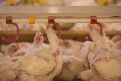 Coccidiostats  must be kept out of antibiotics debate . Photo: Tim Scrivener
