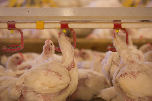 Coccidiostats must be kept out of antibiotics debate . Photo: Tim Scrivener