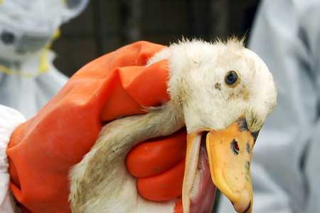 Culling stepped up in South Korean bird flu outbreak