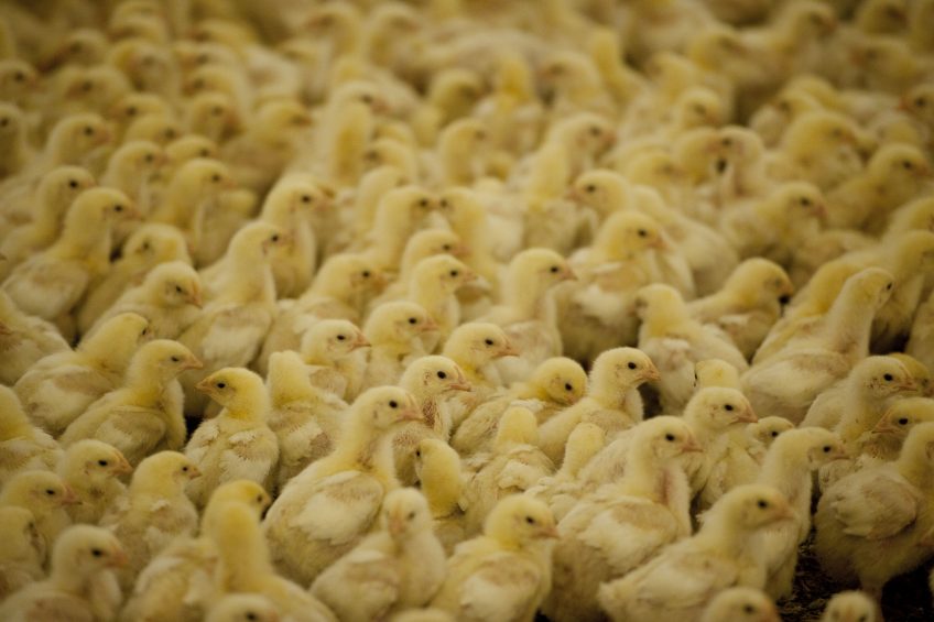 Research reveals key challenge for Campylobacter vaccine. Photo: Mark Pasveer