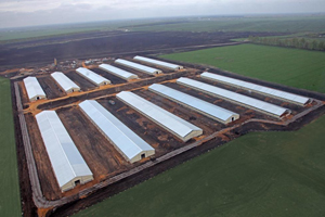 Cherkizovo s Tambovskaya turkey project continues to grow