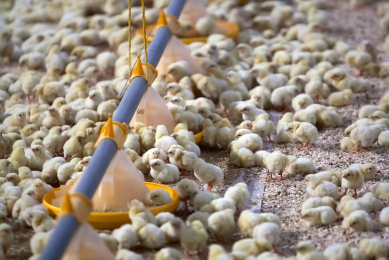The importance of a feed that is specially tailored to the needs of chicks up to the age of ten days cannot be understated. [Photo: Ronald Hissink]