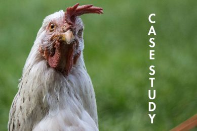 Case Study