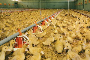 Amino acid nutrition knowledge lacking in duck meat production