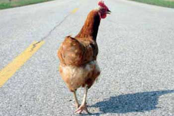 The poultry industry at an economic crossroads