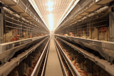 EU style layer farm in Abu Dhabi, UAE