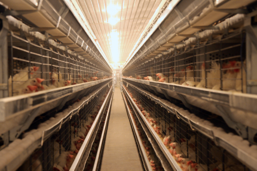 EU style layer farm in Abu Dhabi, UAE