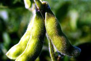 UK supermarkets misled about GM soy availability