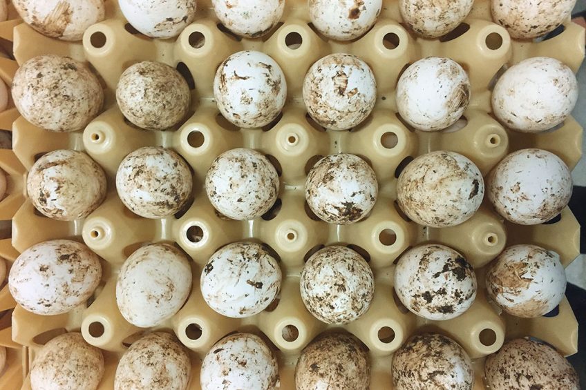 Dirty eggs have to be downgraded, slashing profits.  Photo: Jan van Esch