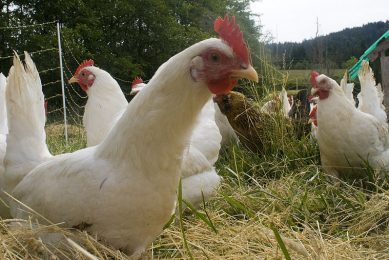 US battles salmonella linked to back-yard flocks
