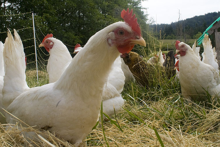 US battles salmonella linked to back-yard flocks