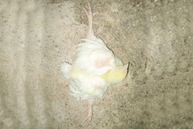 Splay legs. Photo: Edward Mailyan