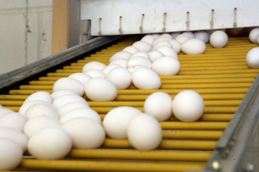 Mumbai consumes an average of 8.5 million eggs daily, but there is currently a vast shortfall, receiving just 4.5 million. Photo Henk Riswick
