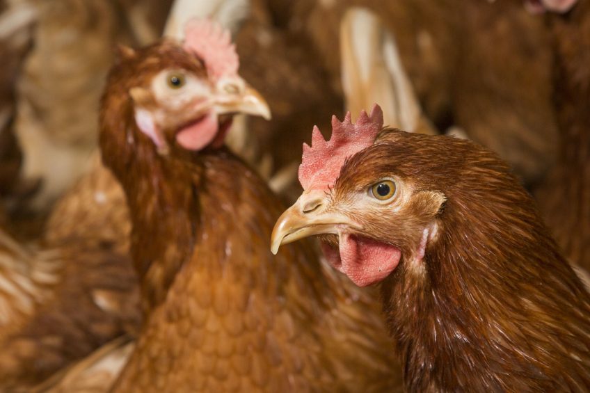 Feather pecking issues: Probiotics can help. Photo: Koos Groenewold