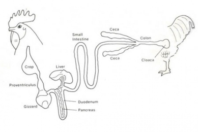 Function and nutritional roles of the avian caeca: a review